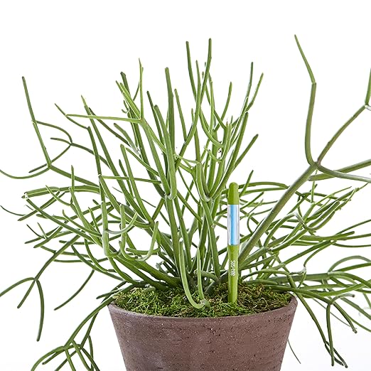 IPPINKA Sustee Aquameter, Bundle of 36, House Plant Soil Moisture Meter, Best for Indoor Potted Plants - Medium Green Refillable