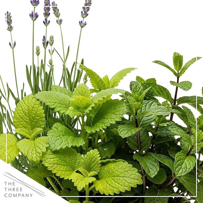 Live Aromatic and Healthy Herb Combo in Deco Cover - Stress Reliever, Combo Includes Lemon Balm, Lavender, and Mint, 12" Tall by 6" Wide in 1.25 Quart Pot