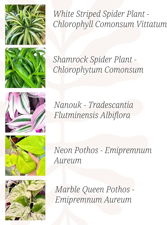 Indoor Plants, 4 Pack, Low Light Plants