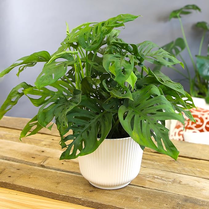 Altman Plants Swiss Cheese Plant Decor (Monstera Adansonii) in 6 Inch White Plastic Planter, Easy Plant & Desk Plant, Monstera Plant Live Plant Gift, Air Purifying Plants in Indoor Potting Soil Mix