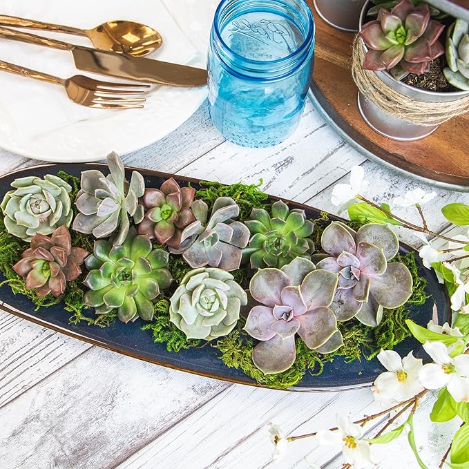 Live Succulents Plants Bulk Plant Tray (50 Pack), Indoor Houseplants, in Cactus and Succulent Soil Mix, Kit Gifts by for Pets, Black