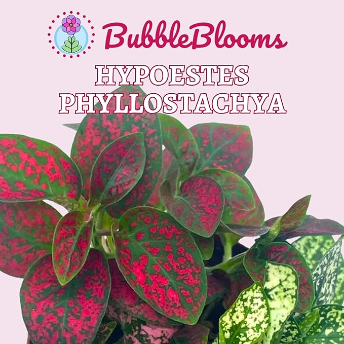 Polka-dot-Plant, Hypoestes phyllostachya, Live in a 2 inch Pot Tiny Mini Pixie Plant