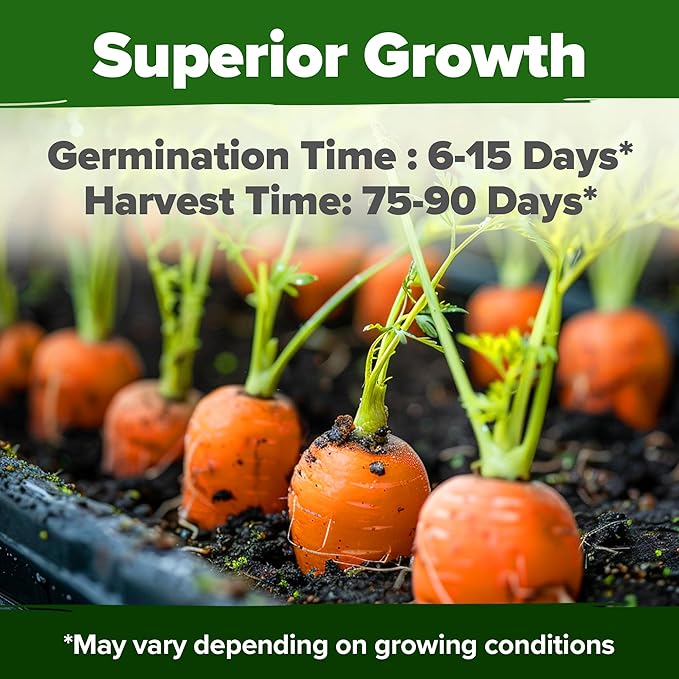 HOME GROWN Tendersweet Carrots Seeds 2 Pack - 6000 Non-GMO Heirloom Carrot Seeds for Planting Outdoors - High- (Daucus carota subsp. sativus)