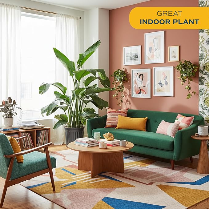 Costa Farms White Bird of Paradise Live Indoor Plant, Strelitzia nicolai, 4-5 Feet Tall Extra Large Tropical Floor Plant, Air Purifying Houseplant, Housewarming Gift or Office Decor