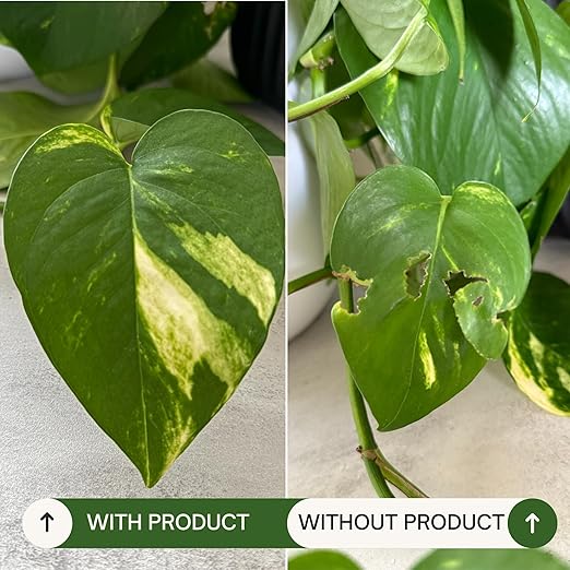 Organic Neem Oil with Essential Oils (16 fl oz) – Plant Spray for Indoor & Outdoor Plants – Cute Farms