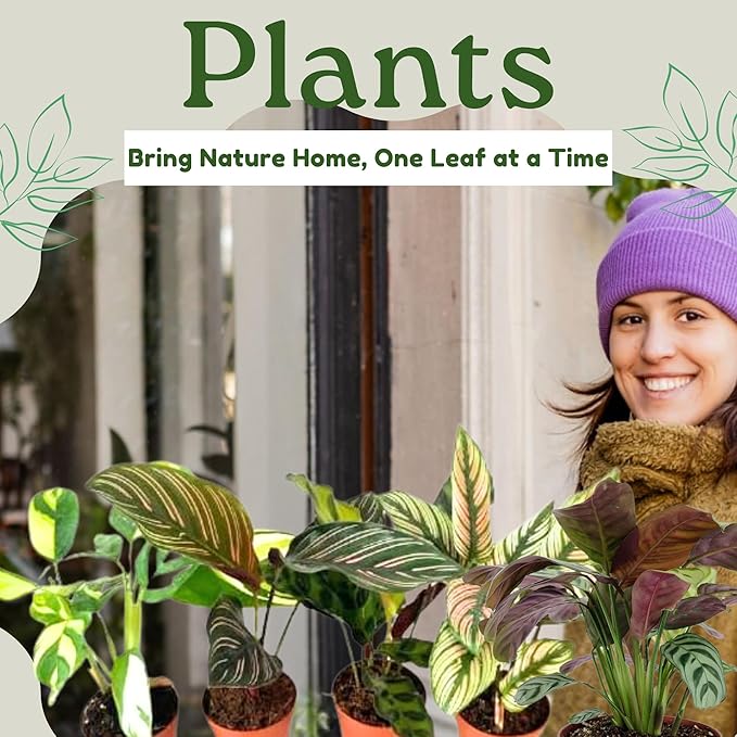 Calathea Assorted Starter Pack - Calathea Live Plants 5 Pack in 2 inch Pot- Pet Safe Air Purifying Indoor House Plants Flowers for Home Office Wedding Decor & Birthday Gift (Heat Pack Included)