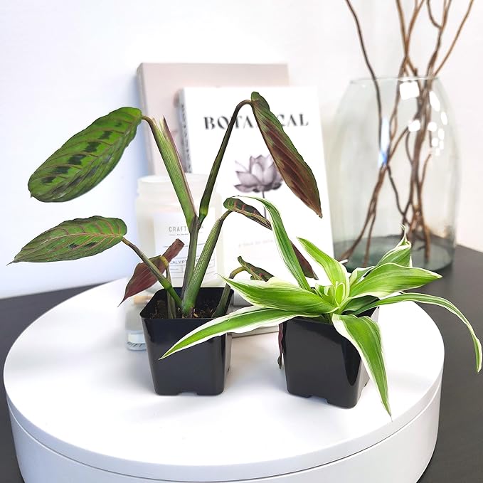 Easy to Grow Houseplants (Pack of 6), Live House Plants in Containers, Growers Choice Plant Set in Planters with Potting Soil Mix, Home Décor Planting Kit or Outdoor Garden Gifts by Plants for Pets