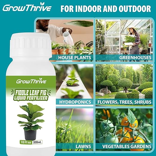 Organic Fiddle Leaf Fig Fertilizer Liquid - 10oz Microbial Probiotic Plant Food for Ficus Lyrata - Promotes Roots & Greener Leaves