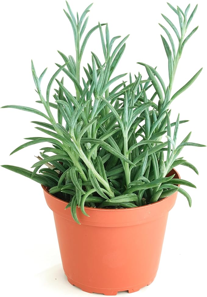 Shop Succulents String of Fishhooks Hanging Succulent, Senecio Radicans Glauca, Fully Rooted Live 4" Succulent Plant, Low Maintenance Indoor Plant, Hardy Succulents, Trailing Succulents, Gift & Garden