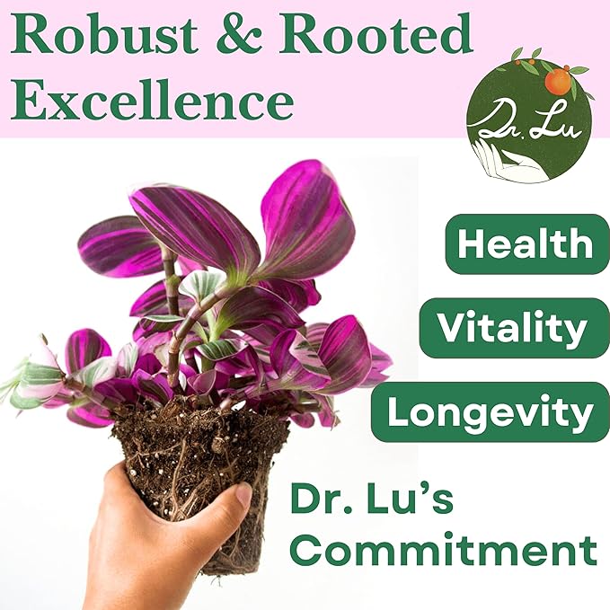 Dr. Lu’s Organic Pink Wandering Jew Live Plant | Rare Tradescantia Nanouk | Rooted House Plants | Easy Grow Indoor Plants | 4'' Nursery Pot