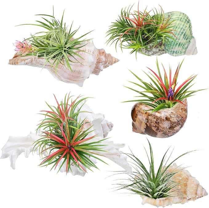 Biggun 5 Pack Conch Sea Shell Air Plant Holder-Natural Conch Plant Pots Holder in 5 Styles Decorative Tillandsias Succulent Display Container Table Centerpiece for Home Garden Beach Theme Party Favor