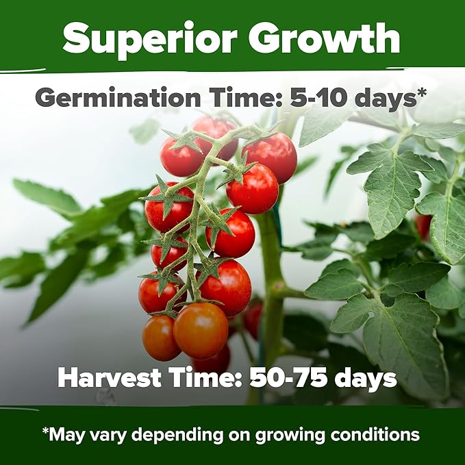 HOME GROWN Large Red Cherry Tomato Seeds 500+ Heirloom Non GMO Seeds for Planting, High Germination, Indeterminate, Sweet & Juicy Salad Tomatoes, Prolific Garden Crop, Homestead (Solanum lycopersicum)