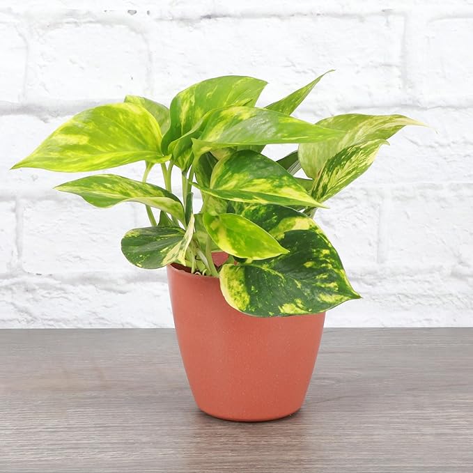 Thorsen's Greenhouse Golden Pothos, Live Indoor Vining Plant, Easy to Grow, Variegated Houseplant, Natural Air Purifier (Terra Cotta, 4-inch Pot)