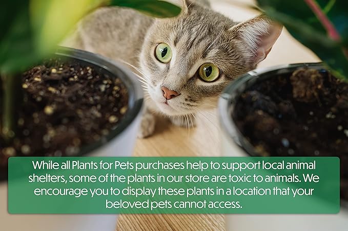 Kalanchoe Plant Succulents Plants Live Houseplants, Live Succulents Live House Plants in Clay Pots, Succulent Plants Live Plants Indoor Plants, Live Succulent Plant Lover Gifts by Plants for Pets