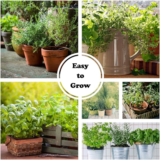Culinary Herb Garden Kit – 10 Herb Seeds for Planting Indoors or Outdoors + 8 Soil Pucks – Basil, Cilantro, Lavender, Rosemary, Thyme & More