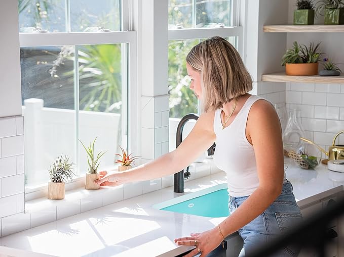 Large White Ceramic Hanging Pod with Xerographica Air Plant - Live Tillandsia in Plant Holder - Wholesale and Bulk - Home and Garden Decor - Easy Care Indoor and Outdoor Plants