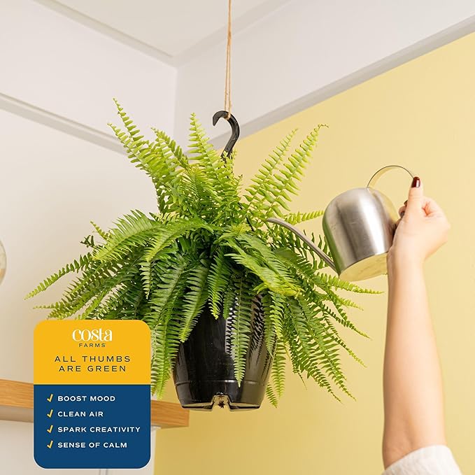 Costa Farms Boston Fern (2-Pack) Live Indoor Plants, 2-3 ft Tall - Low Light Air Purifying Houseplants - Real Hanging Ferns in 10-Inch Grower Pots - Lush Greenery for Office, Patio, or Home Decor Gift