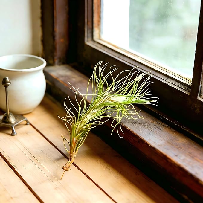 Air Plants Live Tillandsia FUNCKIANA Easy Care Live Air Plants, Natural Succulent Style Houseplants for Indoor & Outdoor Home Garden Décor, Wall & Terrarium Display