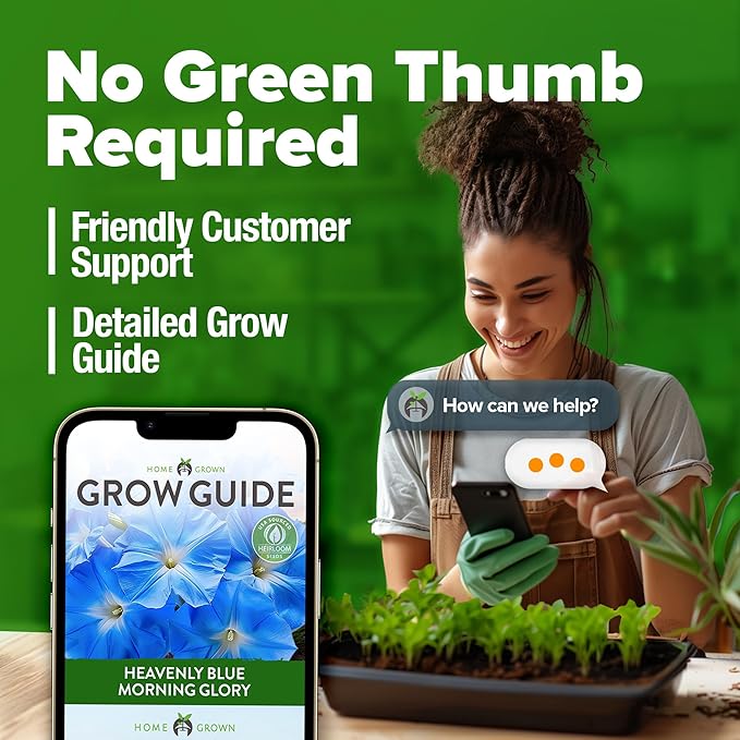 HOME GROWN Morning Glory Seeds,Heavenly Blue (2 Pack) 300 Heirloom Morning Glories Vine Seeds for Planting Ideal for a Flower Garden that Attracts Pollinators and Birds(Ipomoea Tricolor)