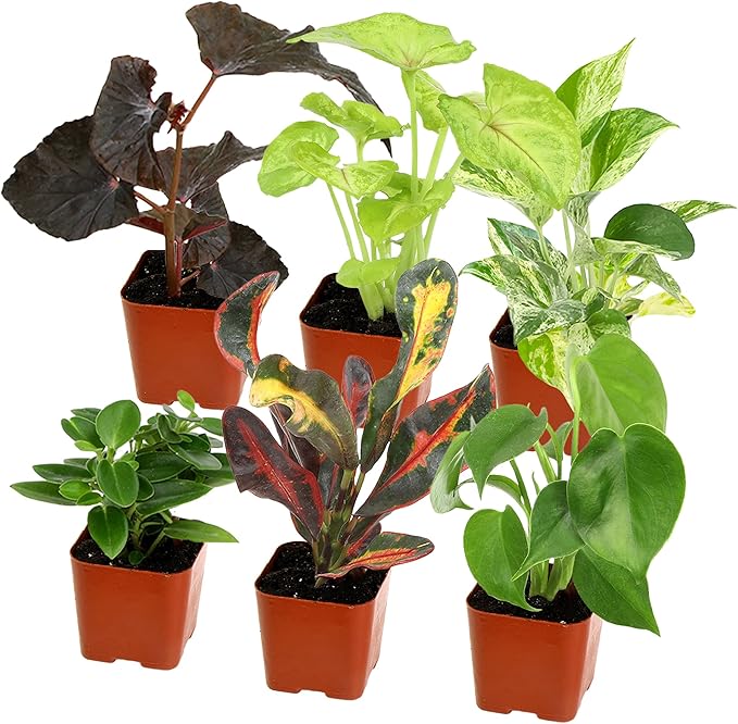 Altman Plants Live Houseplants (6PK), Indoor Plants for Delivery Prime, Live Plants and Gardening Gifts for Plant Lovers, Planters for Indoor Plants with Potting Soil, Live House Plants Indoors Live