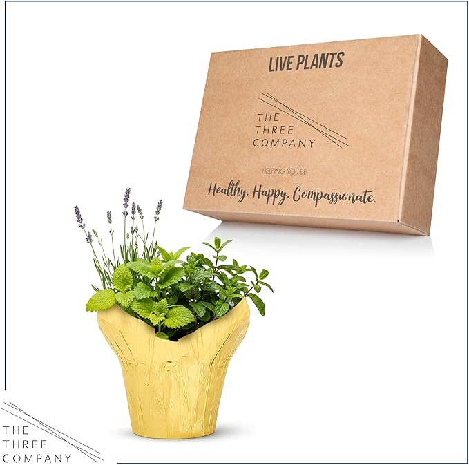 Live Aromatic and Healthy Herb Combo in Deco Cover - Stress Reliever, Combo Includes Lemon Balm, Lavender, and Mint, 12" Tall by 6" Wide in 1.25 Quart Pot