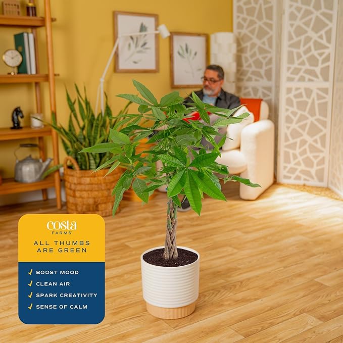 Costa Farms Live Money Tree (Pachira Aquatica), 3-4 Feet Tall, Large Indoor Plant with Braided Trunk, Easy Care Floor Plant in 10-Inch Decor Pot, Pet Friendly Housewarming Gift & Office Decor