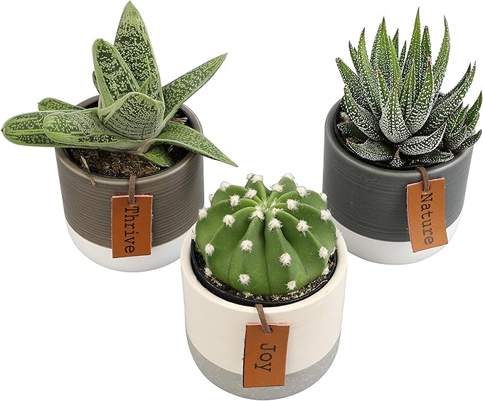 LoLite Cactus & Live Succulent Plants Set (3 Pack), Low Light Houseplants, Easy Plant Gift, Approx. 4-6 in. Tall, Mixed Haworthia, Gasteria & Cacti Varieties, Stylish 2-Tone Ceramic Pots Included