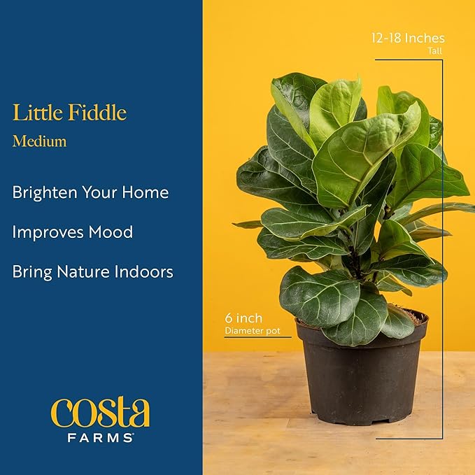 Costa Farms Fiddle Leaf Fig Tree Live Plant, Little Ficus Indoor Plant in Modern Decor Planter, Houseplant Potted in Potting Soil, Birthday, Housewarming, Home Decor, 1-Foot Tall