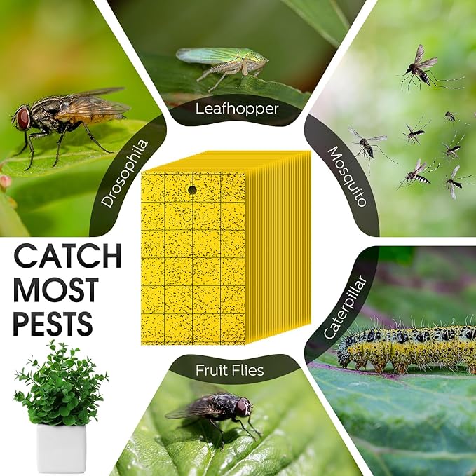 Qualirey 150 Pcs Sticky Trap for Gnats Dual Side Sticky Fruit Fly Trap with Tie Plant for Flying Insect Fungus Bugs Flying Catcher for Indoor (6'' X 8'')