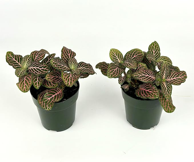Fittonia Pink Nerve Plant Live Potted Houseplants Air Purifying, 2.5" Pot