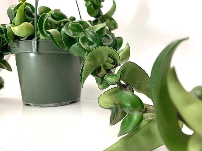Hoya Compacta aka Hoya Hindu Rope Available in 4 inch Pot with One Plant - Air Purifying Plant - Hoya Plants Live Houseplants - Very Short Right Now
