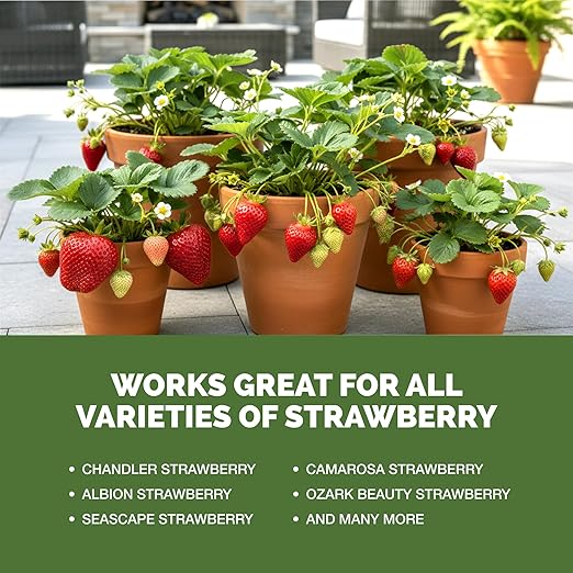 Strawberry Fertilizer – Liquid Plant Food for Better Flowering, Bigger Berries & Stronger Root Runners, 8 oz