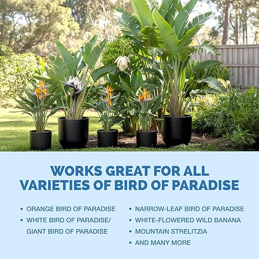 Bird of Paradise Fertilizer – Liquid Plant Food for Bigger Tropical Leaves, Stronger Roots & Healthy Upright Growth, 8 oz