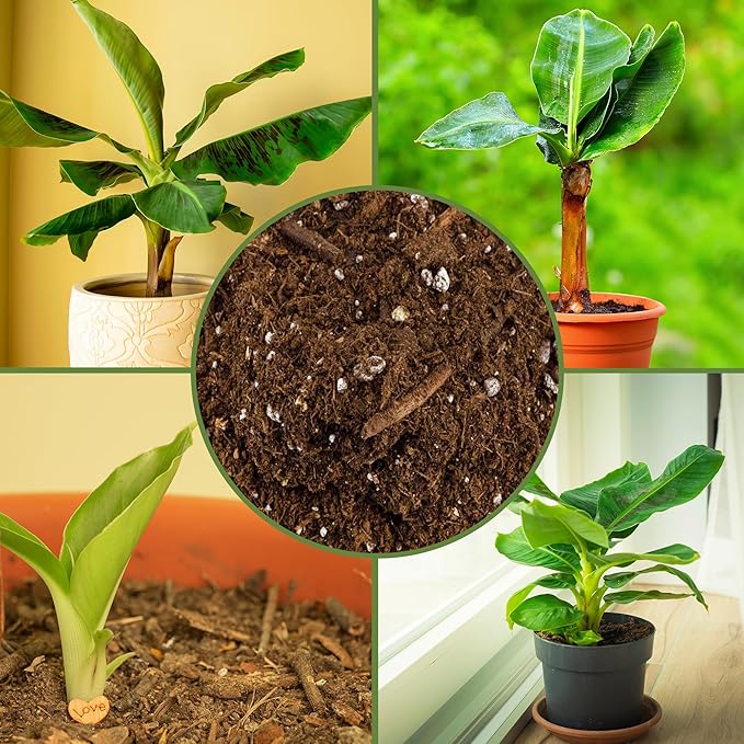 Soil Sunrise Banana Tree Potting Soil Mix (12 Quarts) – Hand-Blended Indoor/Outdoor Mix for Healthy Banana Plants – Enhances Drainage & Root Support – Made in USA