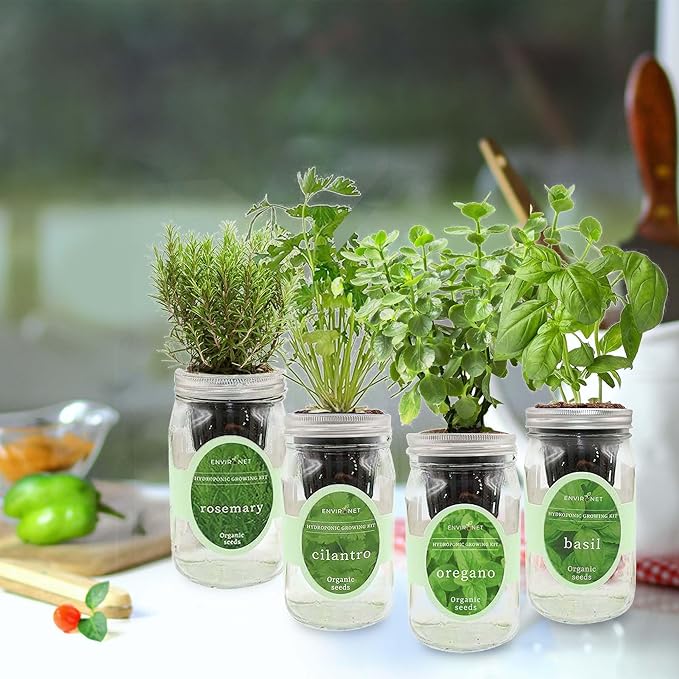 Hydroponic Mason Jar Organic Herb Seed Starter Kits - Mediterranean Herb Mix Growing Kits, Windowsill Herb Garden, Gardening Gift (Rosemary, Cilantro, Oregano, Basil)