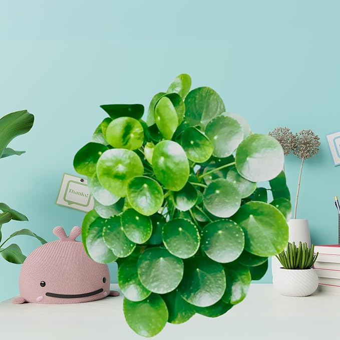 Dr. Lu’s Organic Chinese Money Plant (Pilea Peperomioides) | Rooted Friendship/UFO Plant | Rare House Plants for Good Fortune | Live Plants in 4'' Nursery Pot