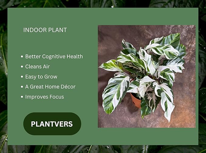 PLANTVERS Calathea Stella in a 6" Grow Pot – Calathea White Fusion – Low Light White Fusion Plant - Easy Care Tropical Houseplant - Variegated Indoor Plant