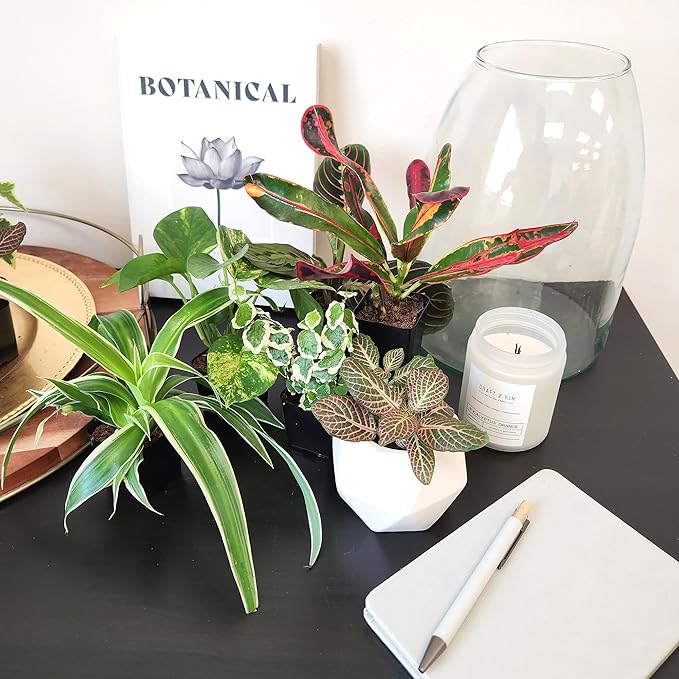 Easy to Grow Houseplants (Pack of 6), Live House Plants in Containers, Growers Choice Plant Set in Planters with Potting Soil Mix, Home Décor Planting Kit or Outdoor Garden Gifts by Plants for Pets