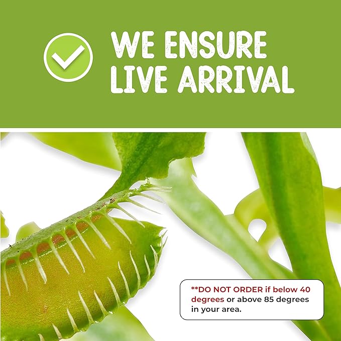 Nature Gift Store Venus Fly Trap Live Plant in 2.5" Glass Cube Pot with Educational Book, Venus Fly Trap Food, Feeding Tweezers - Carnivorous Plants Soil and Live Venus Flytrap