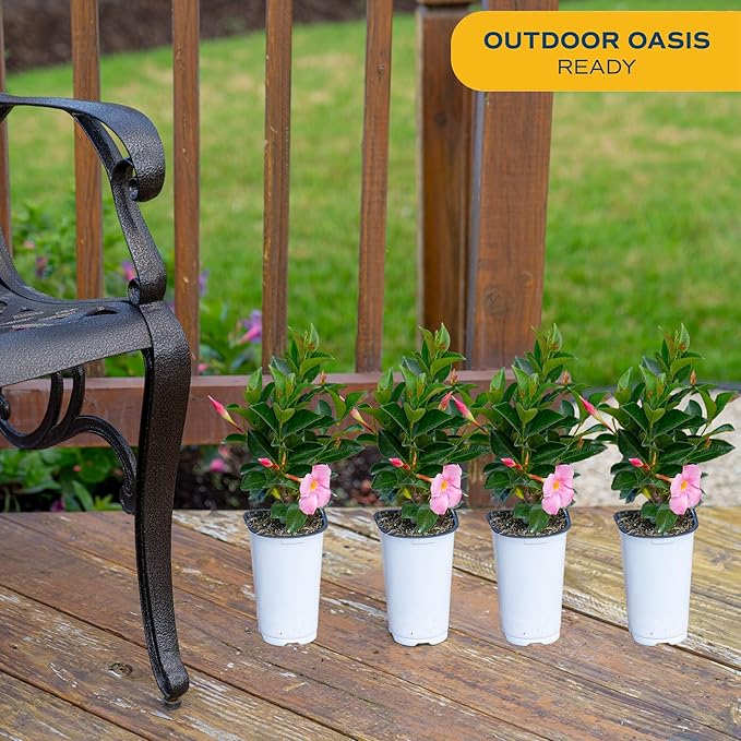 Costa Farms Live Mandevilla Outdoor Plants (4-Pack), Pink Flowering Vines in 1.5 Pint Pots, Tropical Perennial for Patio, Trellis & Balcony Decor, Pollinator Friendly, 12-14 Inches Tall
