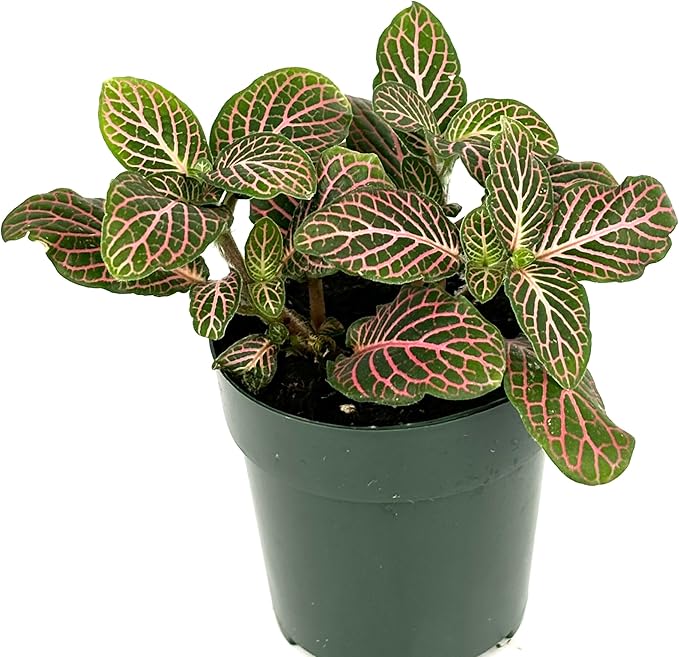 Fittonia Pink Nerve Plant Live Potted Houseplants Air Purifying, 2.5" Pot
