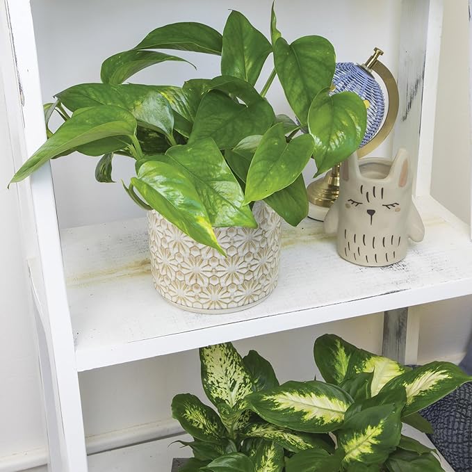 Essential Houseplant Collection (4PK) in 4.25" Grower Pots, Easy Air Purifying Plant Pack with Pothos, Syngonium, Philodendron, & More Popular Live Houseplants for Beginners by Plants for Pets