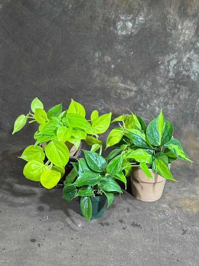 PLANTVERS Set of 3 Philodendron Plants in 4'' Nursery Pots – Brazil, Lemon Lime & Jade Heartleaf Philodendron Varieties – Live Indoor Vining Houseplants – Variegated Easy Care & Air Purifying Plants