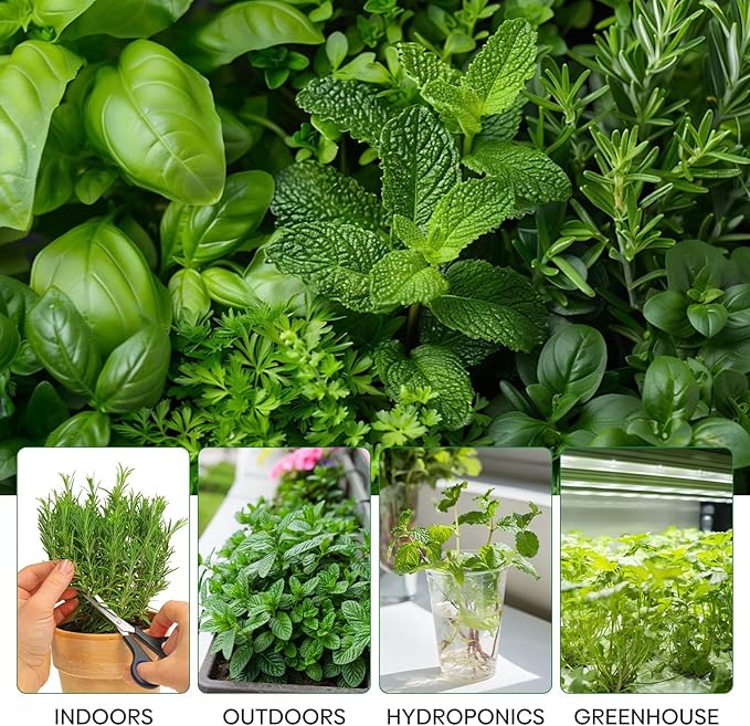 Groundio 15 Herb Seeds Variety Pack | 5,700+ Non-GMO Heirloom Seeds for Planting Indoor & Outdoor | Culinary Collection | Grow Your Own Garden | Gardening Gift