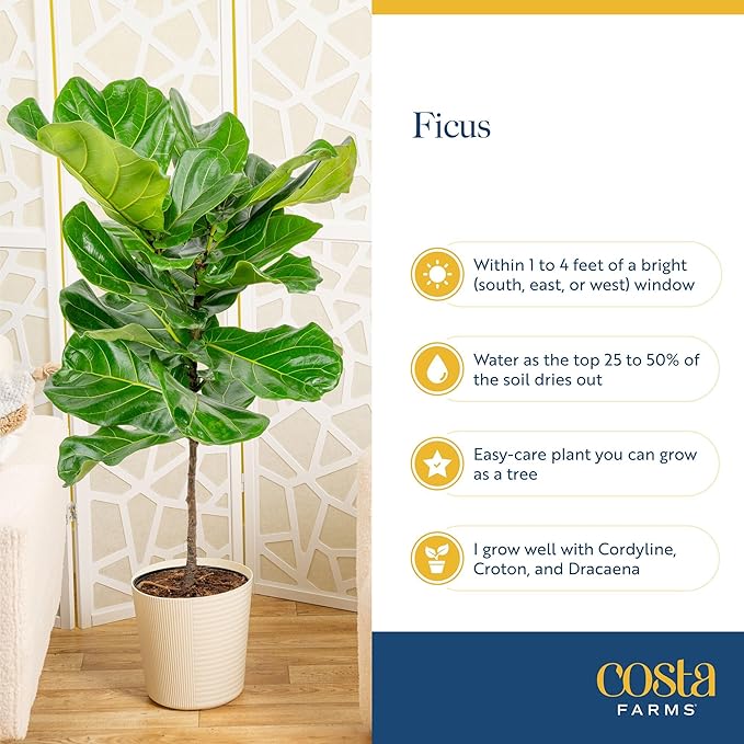 Costa Farms Fiddle Leaf Fig, Live Indoor Ficus Lyrata Floor Plant, Tropical Houseplant Potted in Nursery Planter, Housewarming, Birthday, Office and Living Room Decor, 2-3 Feet Tall