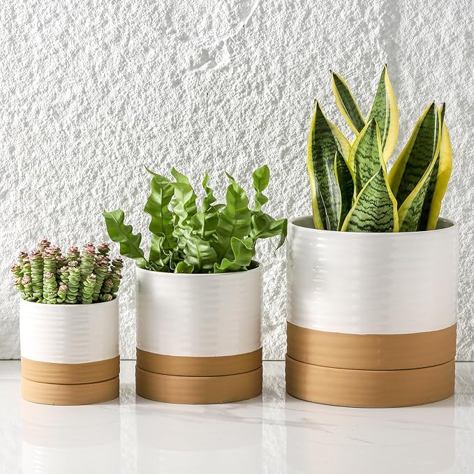HASENSE Ceramic Plant Pots with Saucers Set of 3, 8+6+4.6 Inch Planters for Indoor Plants with Drainage Holes,Two-Tone Design White Flower Pots for Snake Plants & Cactus,Home & Office Decor