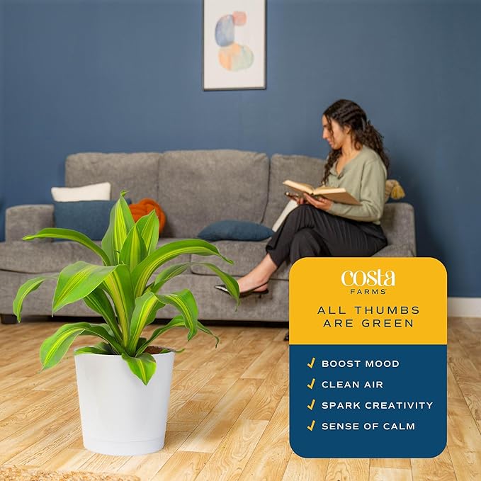 Costa Farms Dracaena Golden Heart Live Indoor Plant, Easy to Grow Houseplant in Decor Plant Pot, Potting Soil Mix, Living Room Home and Office Decor, Housewarming Gift, 2-3 Feet Tall