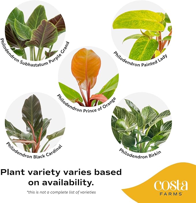 Costa Farms Philodendron Live Plants in Decorative Pots, Air Purifying Indoor Houseplant, Assorted Variety, Home, Room, or Office Decor, House Warming or Birthday Gift, 12-18 Inches Tall, Pack of 6