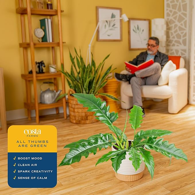 Costa Farms Philodendron Live Plant in Decorative Pot, Large Air Purifying Indoor Houseplant, Assorted Variety, Home, Room, or Office Decor, Great House Warming or Birthday Gift, 2-3 Feet Tall