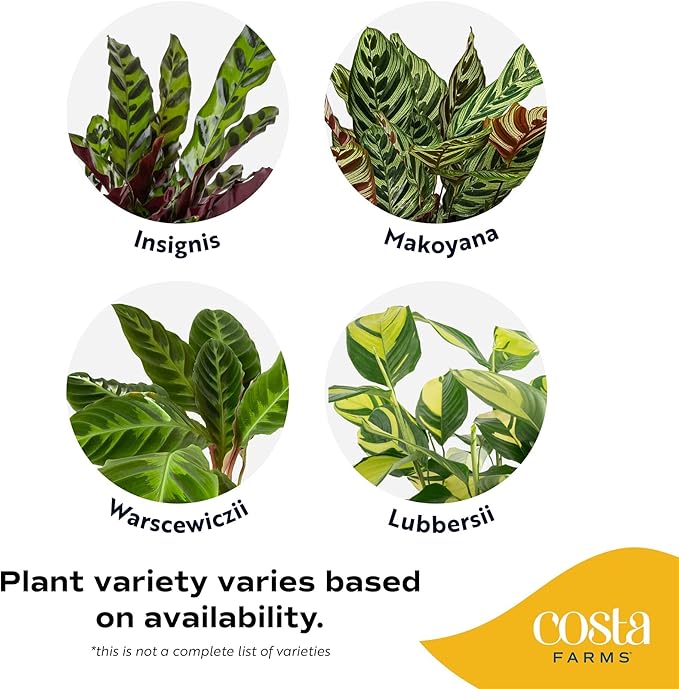 Costa Farms Calathea Live Plant in Decorative Pot, Large Indoor Houseplant, Perfect for Home, Room, or Office Decor, Great House Warming or Birthday Gift, 2-3 Feet Tall